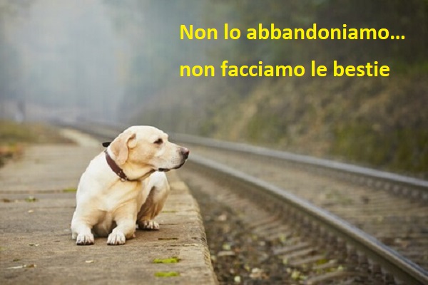 abbandono animali