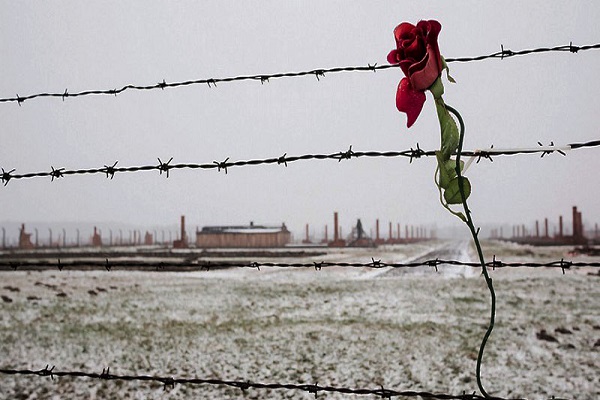 Auschwitz-rosa-sul-fil0-spinato